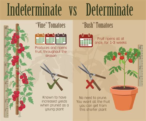 Tomato determinate or indeterminate. Things To Know About Tomato determinate or indeterminate. 
